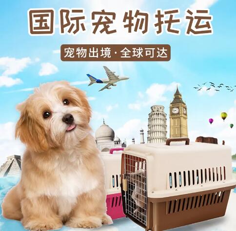 新手小白如何航空托运?国际宠物空运保姆级指南!